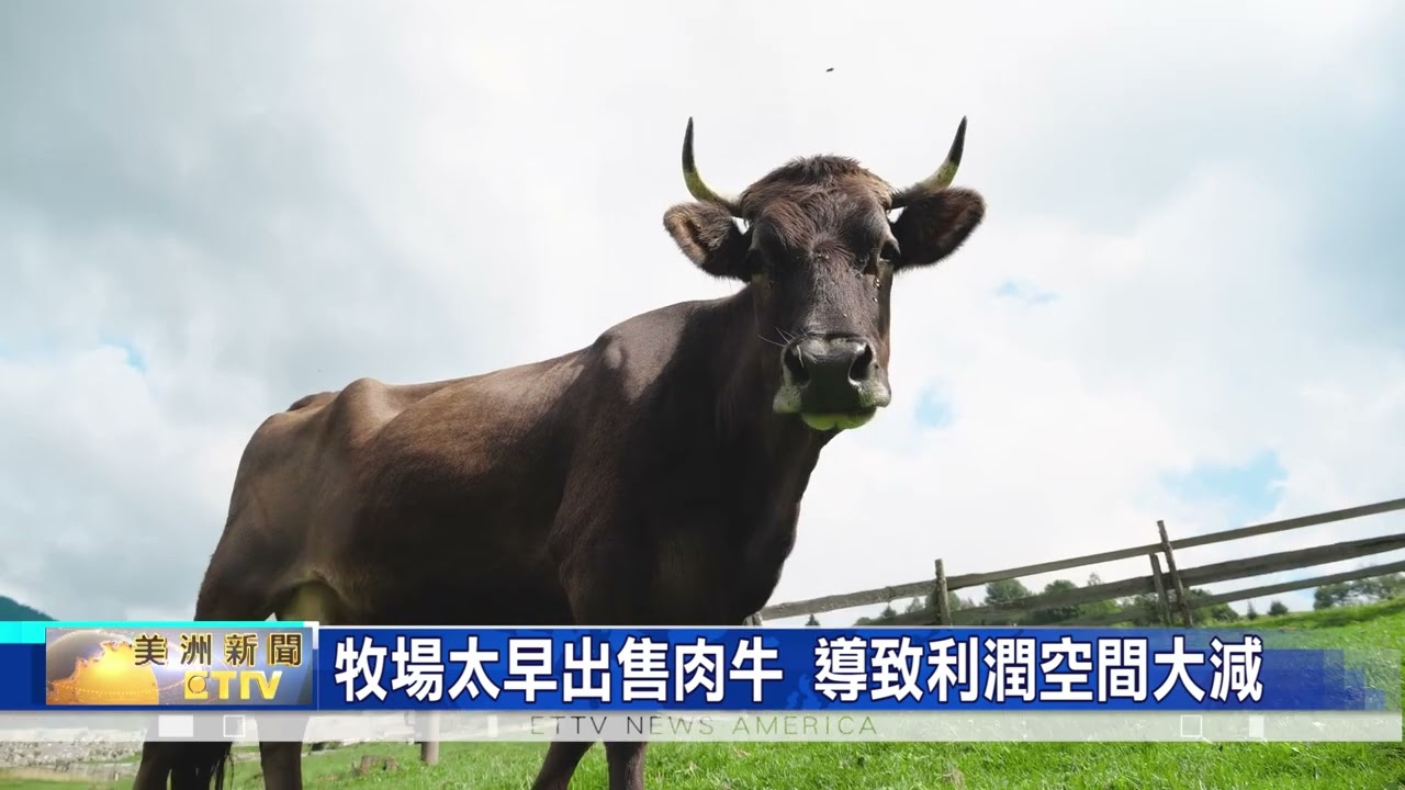 內布拉斯加州異常乾旱 牧場主改用