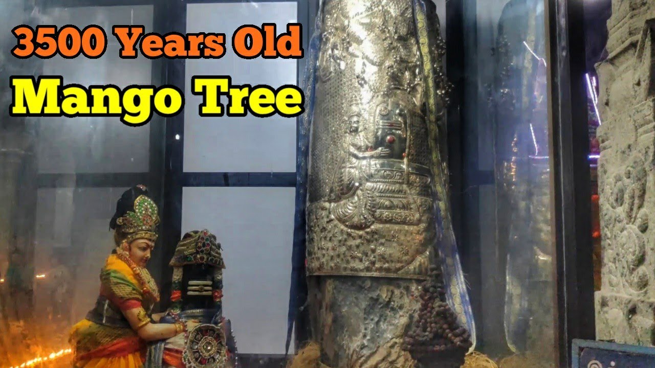 3500 Year Old Mango Tree , Ekambareswarar Temple , Kanchipuram , fully Explored