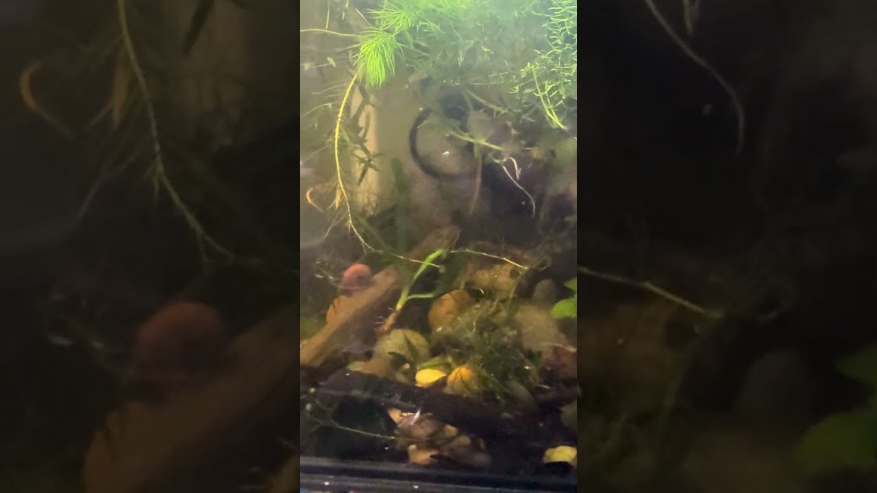 Me rambling after a long day    (clown killifish tank set up, step one )￼￼