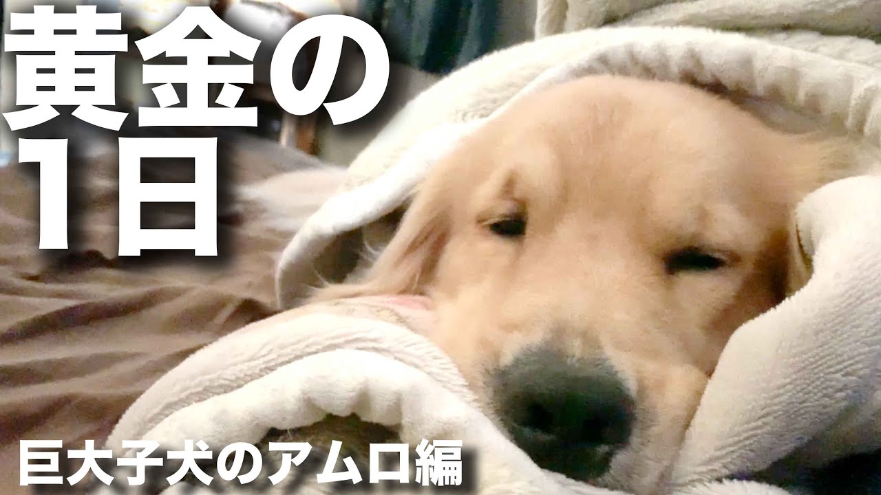 黄金の1日「アムロと僕」編