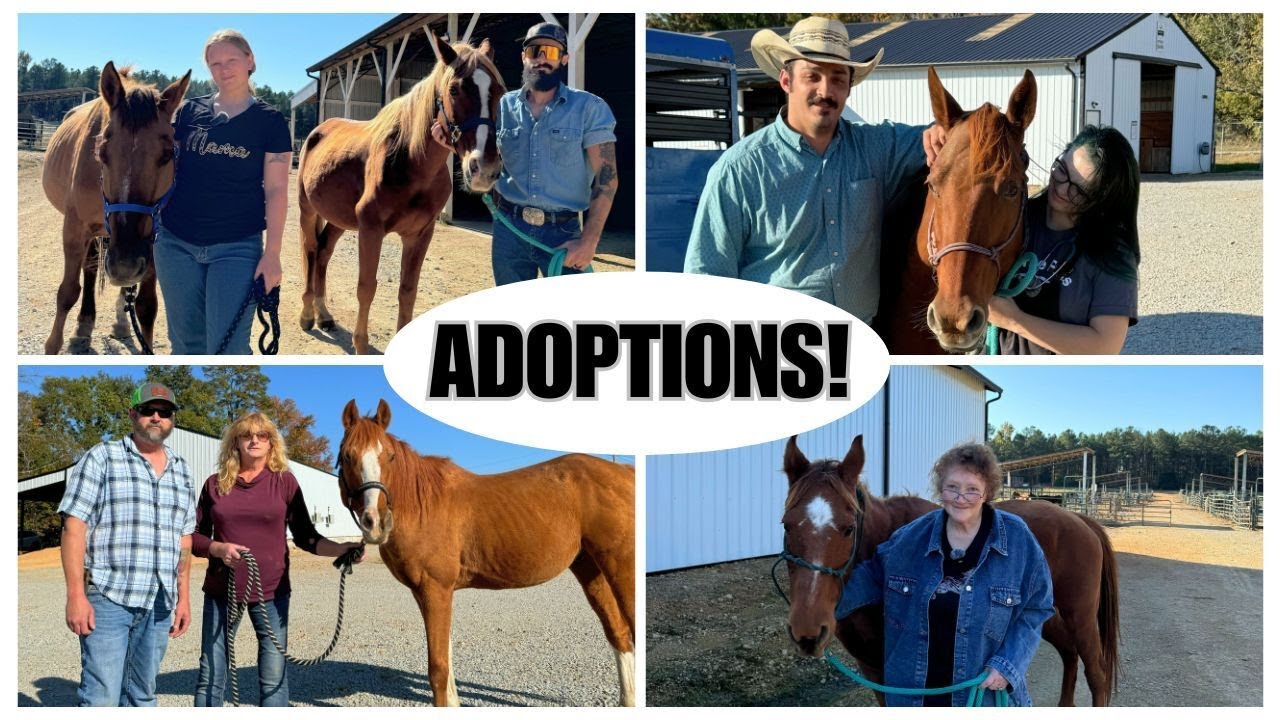 Adoptions! - Horse Plus Happenings Vlogs #20 & #21 | 10-28-2024