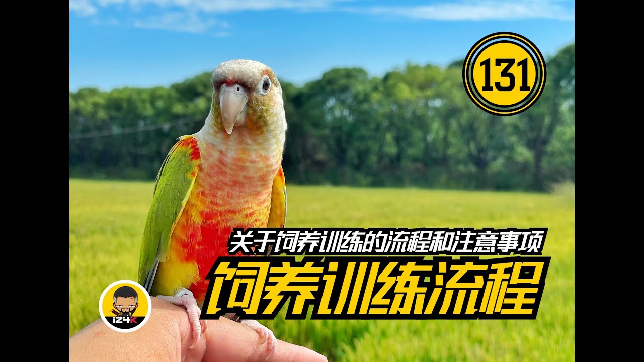 训练流程与注意事项~【#131】手养鹦鹉【问答】~分享一下关于我个人的饲养训练流程的注意事项~终于不用打字了~~