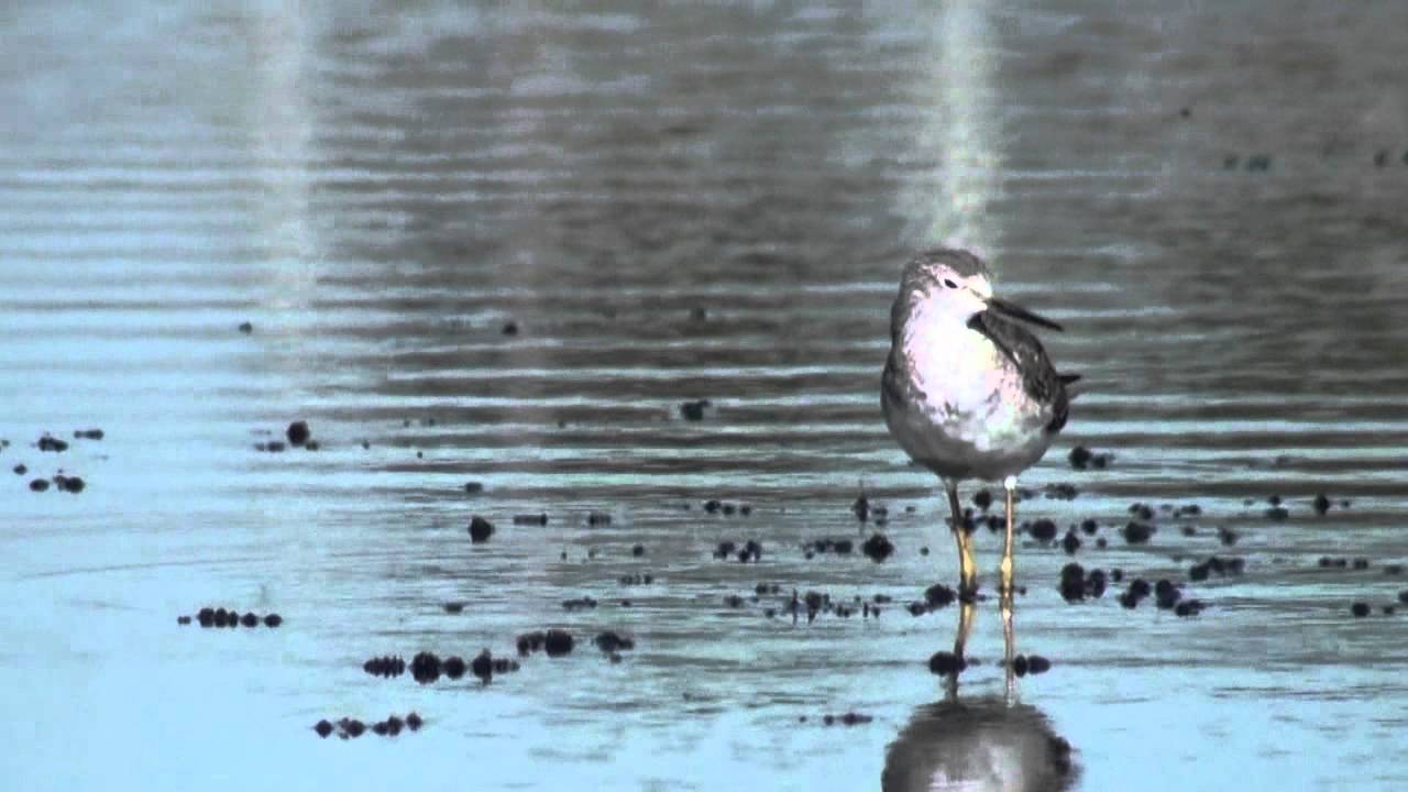 Falaropo com&uacute;n (Phalaropus tricolor) VOCES Y COMPORTAMIENTO