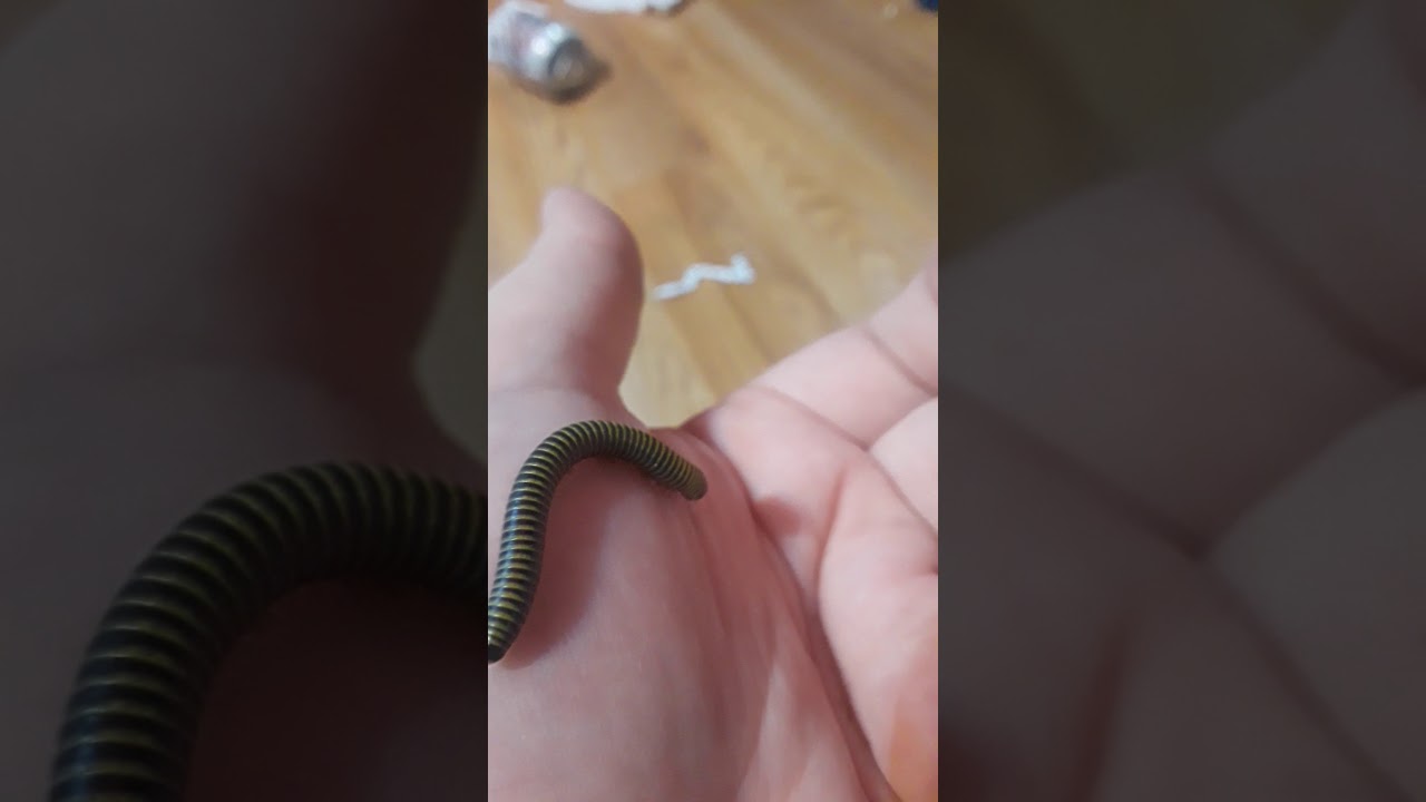 Bumblebee millipede doing some exploring!