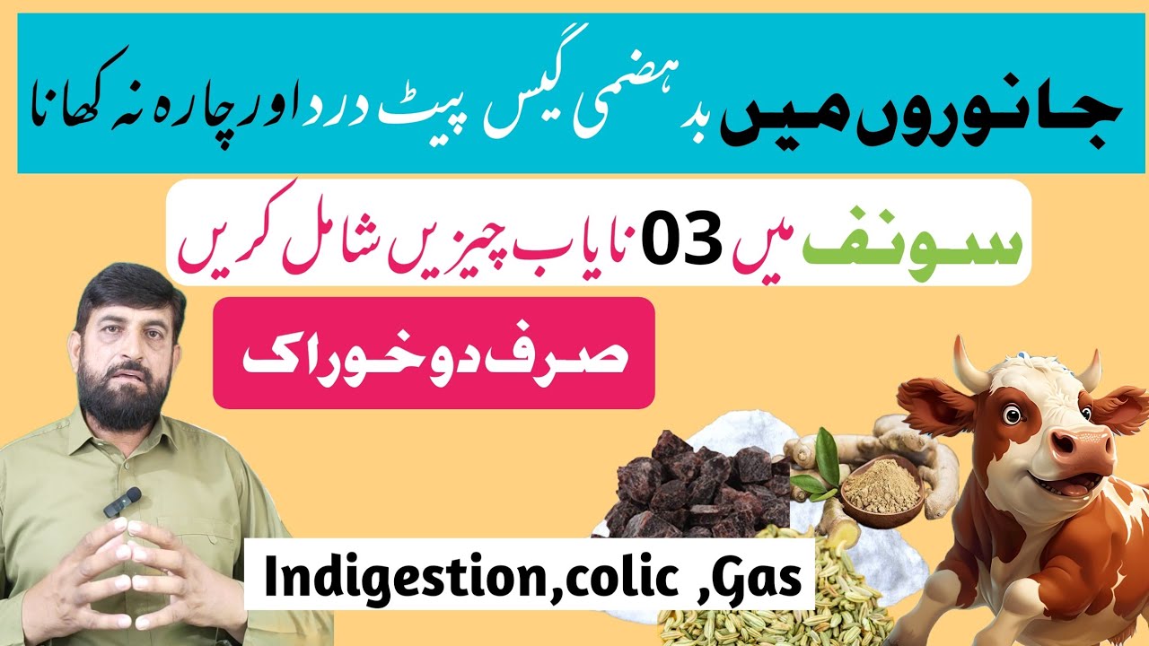 Gaye Bhains Bakri Mein بدہضمی Indigestion گیس Tympany پیٹ درد Colic پتلا گوبر Aur چارہ نہ کھانا 