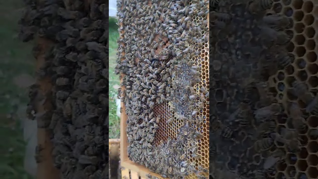 Karniyol gelişimi, kovana sığmayanlardan#arılar #bee #karniyol