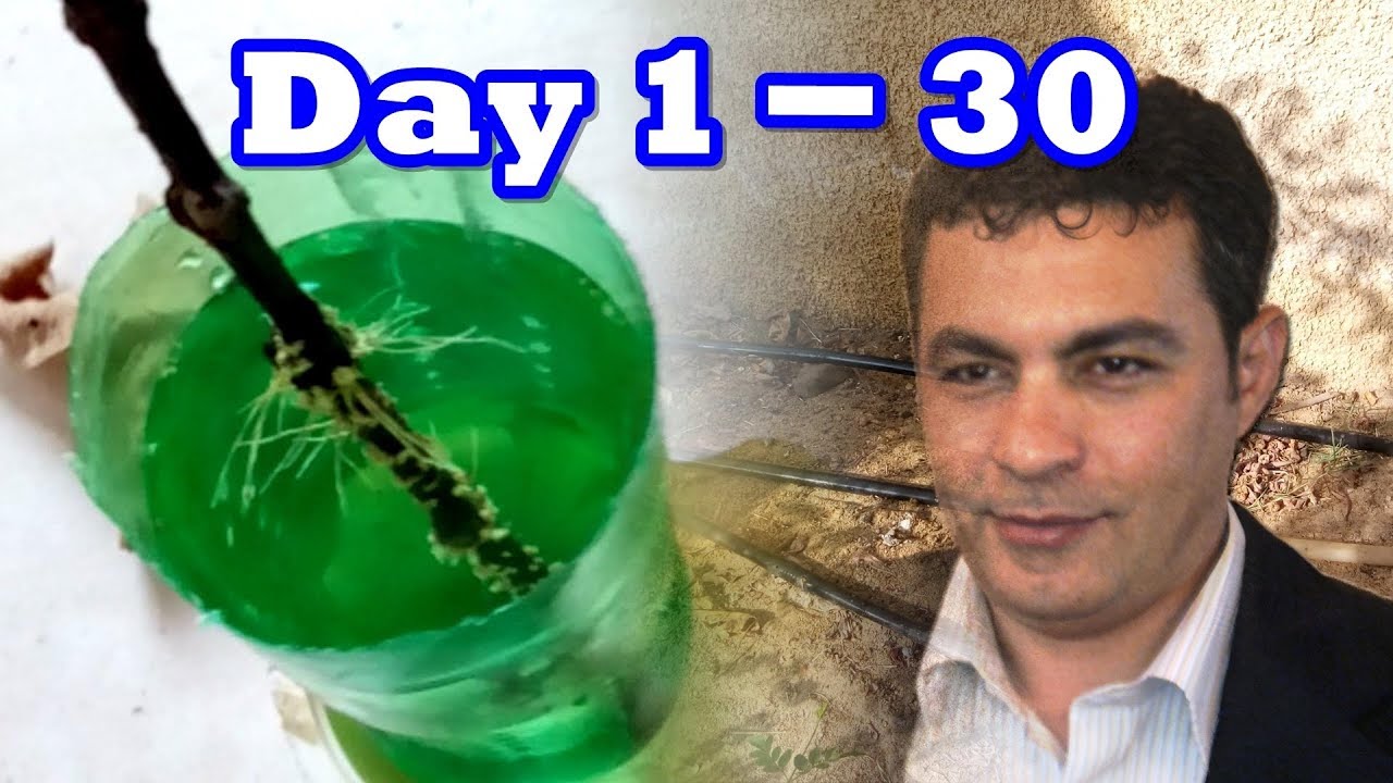 How to Root Fig Cuttings in Water to ground Soil directly without experience to Grow a Fig Tree