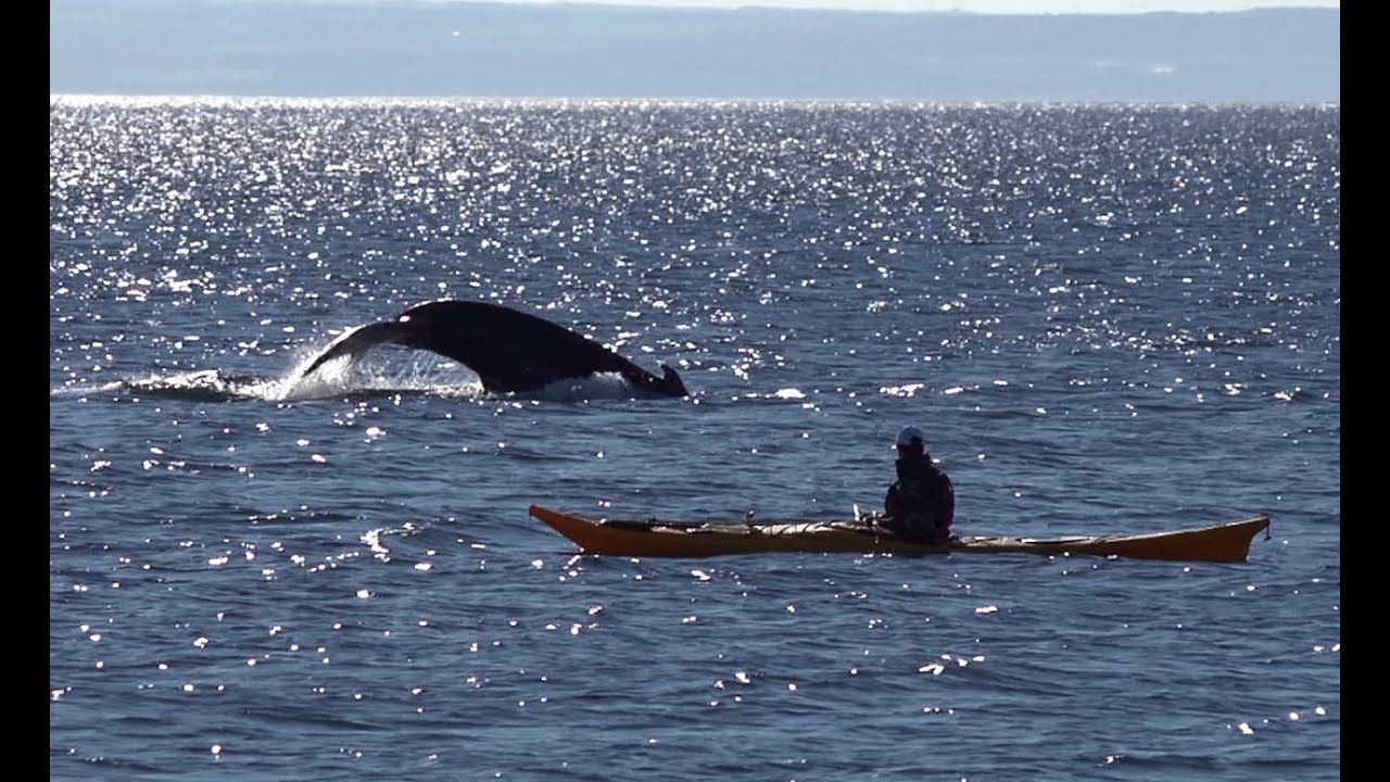 Sea Kayaking with Whales in Les Bergeronnes