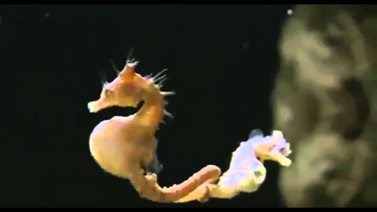 El caballito de mar/Documental Caballito de mar/Extincion