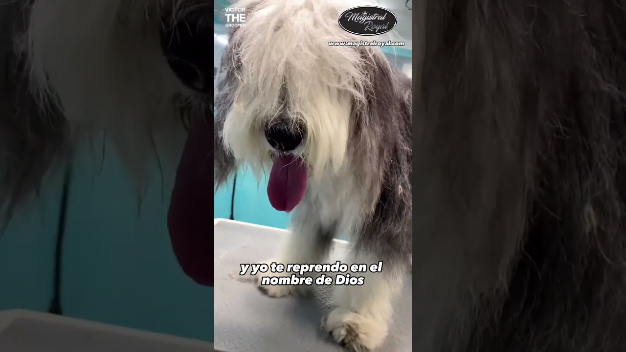 Esta perra tenía muchos NUDOS - Magistral Royal