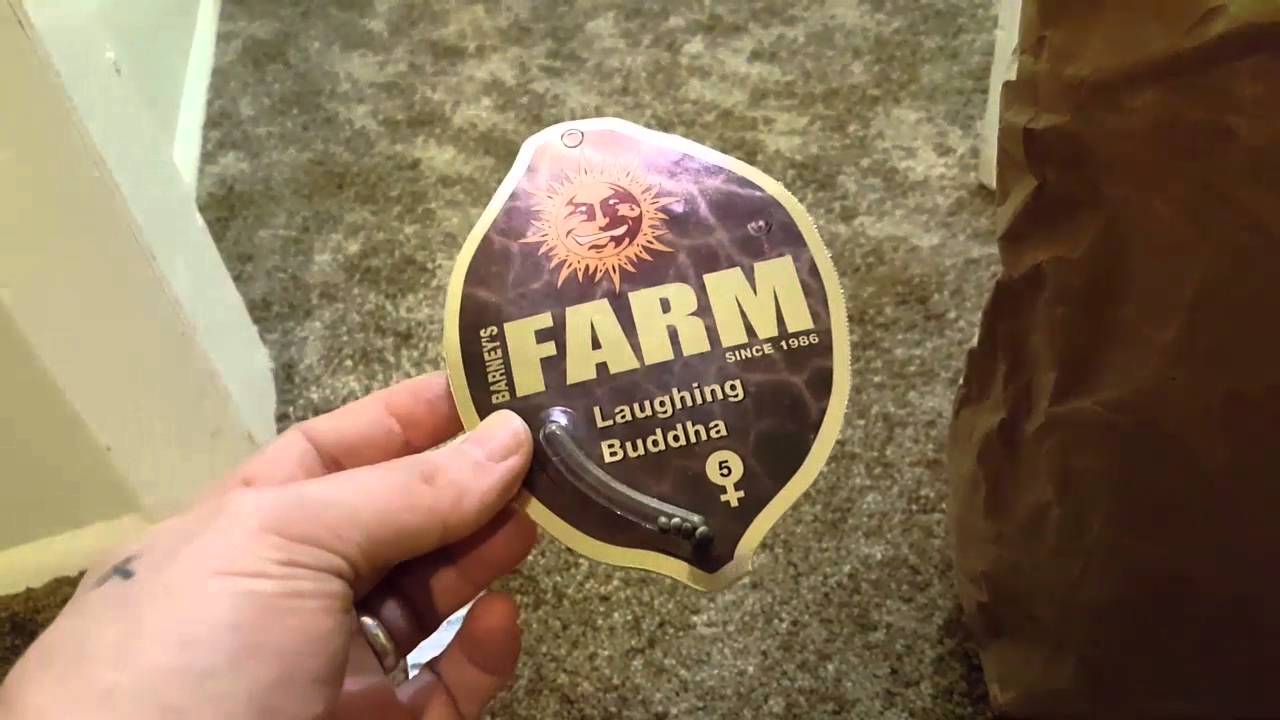 Black Diamond LED closet grow Auto Fast Buds OG and more