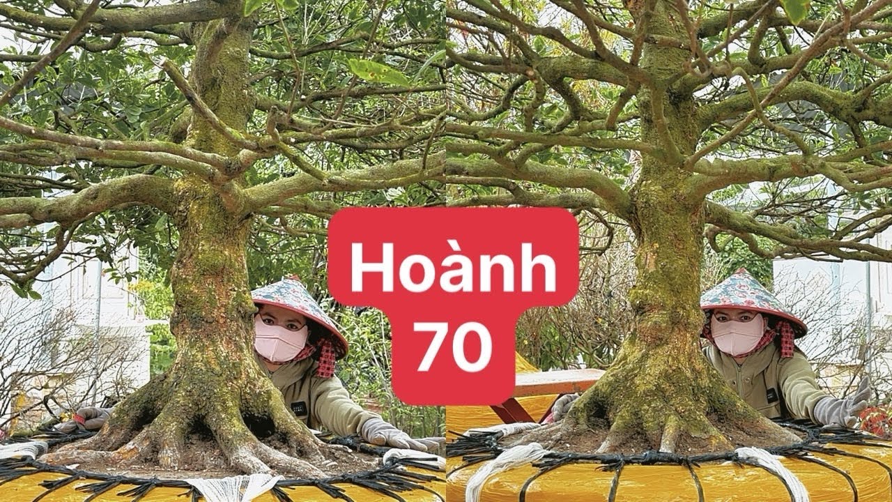 Báo gia hoành 70 hàng vip 0788881588