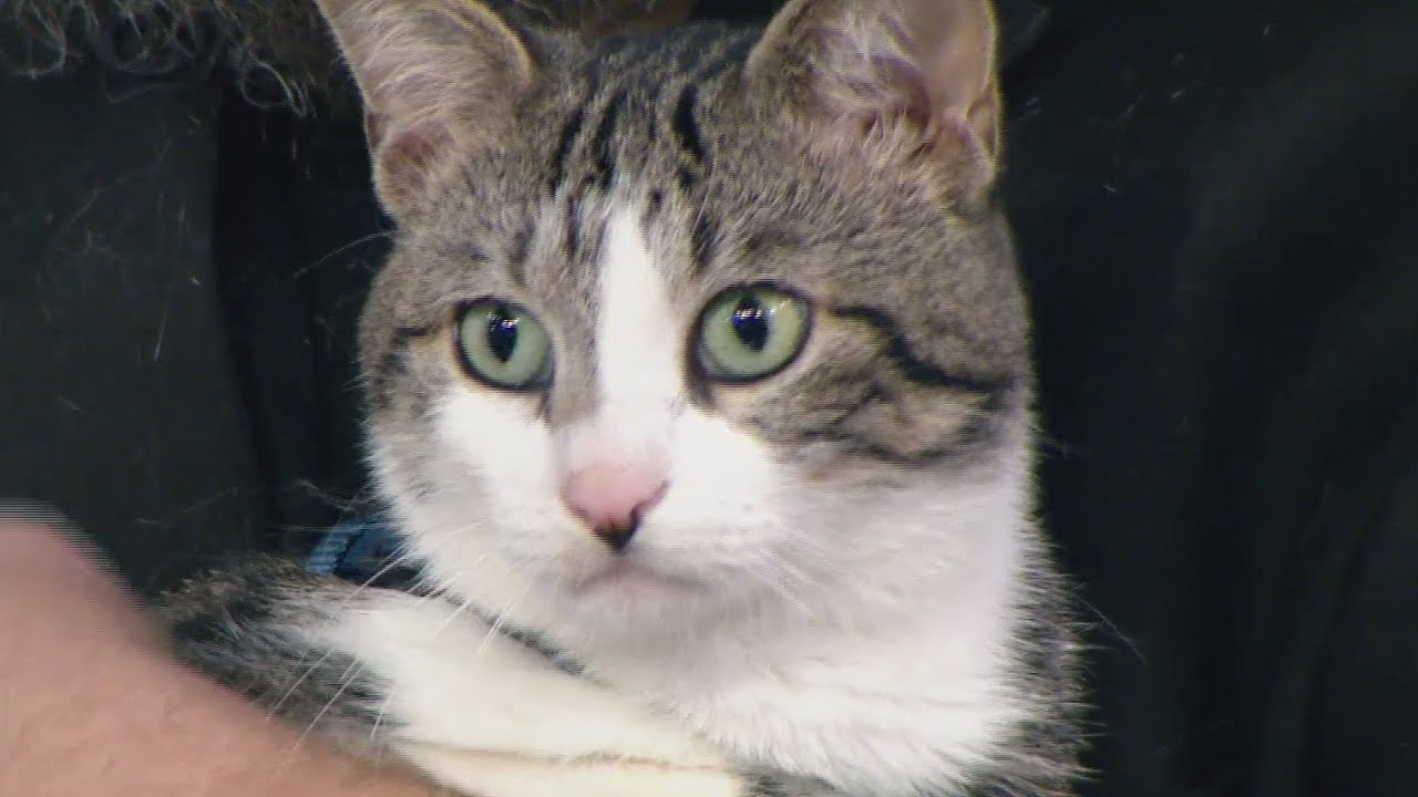 Tail waggin Tuesday: Meet Liberty from Anjellicle Cats Rescue