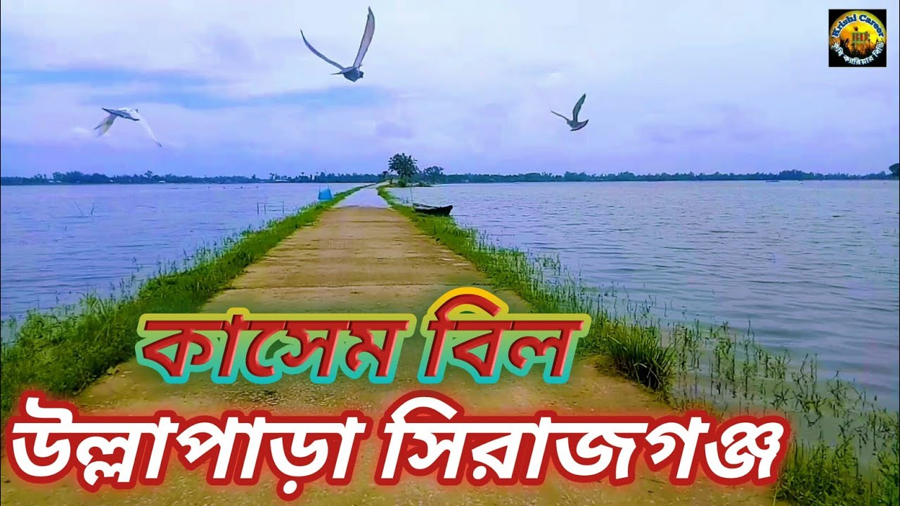 এই সেই কাসেম বিল উল্লাপাড়া সিরাজগঞ্জ।।হাওড়া কাশেম বিল।।kasem bill ullapara।।বড়পাংগাসী কাসেমবিল।।bil