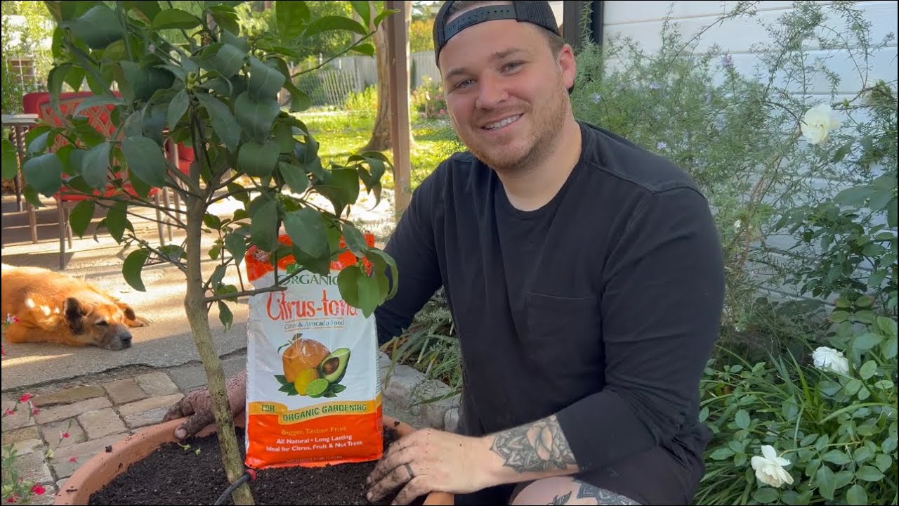 Growing citrus in containers 🍋🍊 || visit our garden