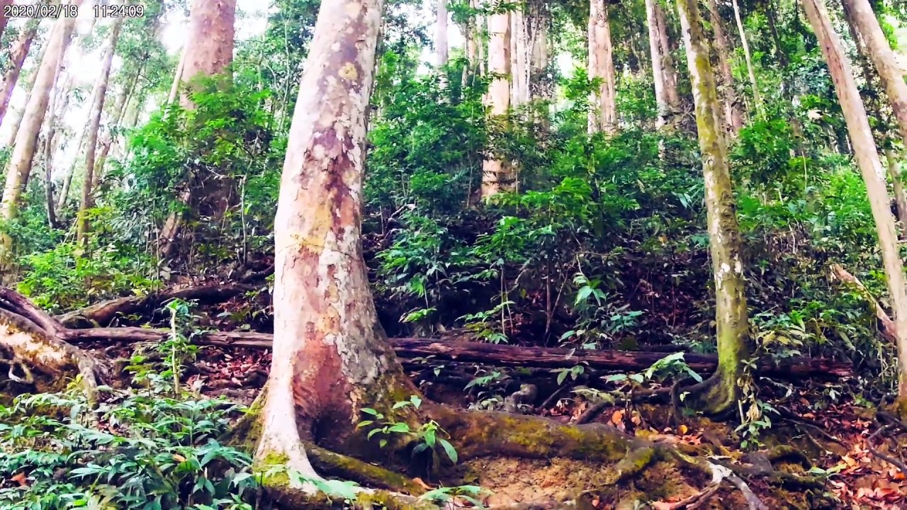 Beautiful rainforest | Cinematic Video | Gimbal: Zhiyun Smooth Q2 & Akaso V50 Pro SE