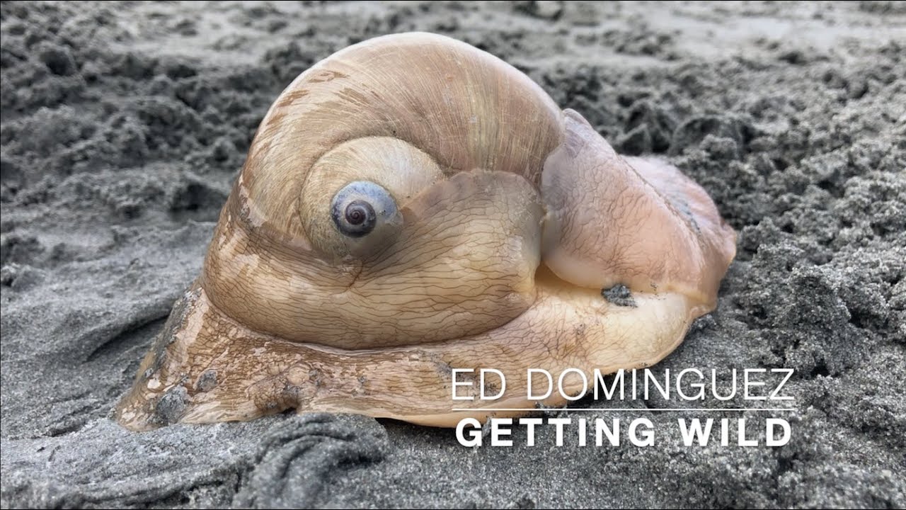 Meet the Moon Snail