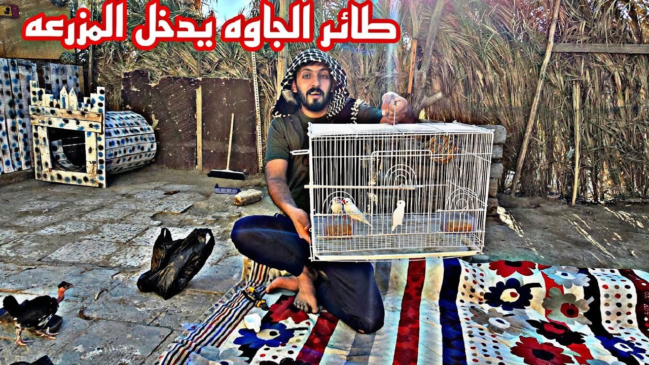 وصل طائر الجاوه  موت البزونه سويده 