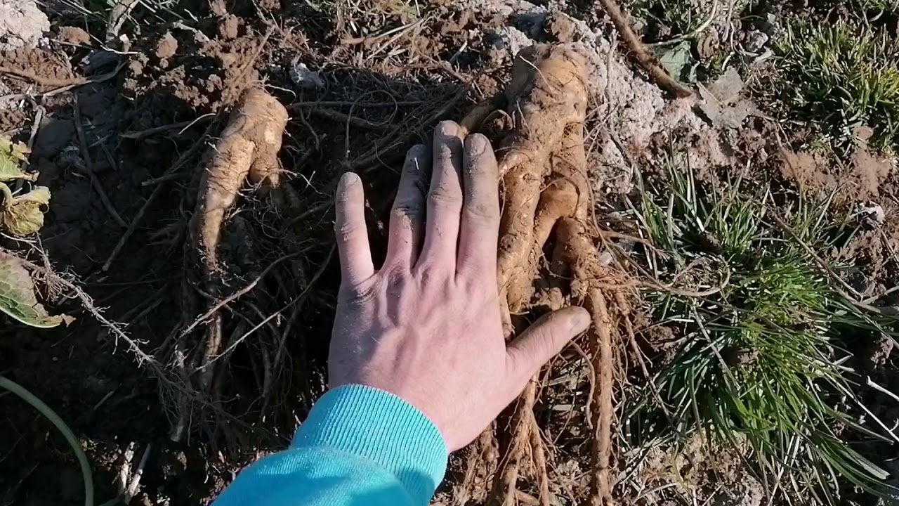Zbieranie ziół dla pszczół odc.1 kobylak