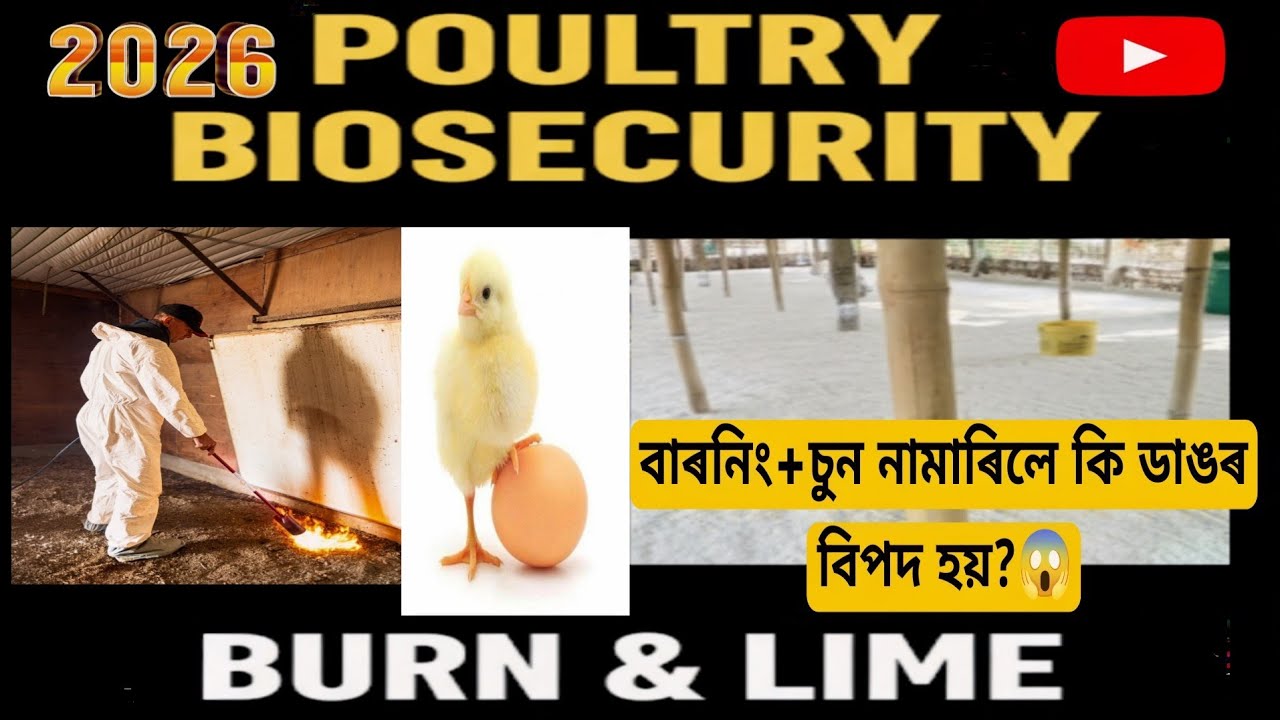 কোম্পানী ব্ৰইলাৰ ফাৰ্মত পোৱালি অহাৰ আগতে কি কৰিব লাগে? Company poultry farming in assam.