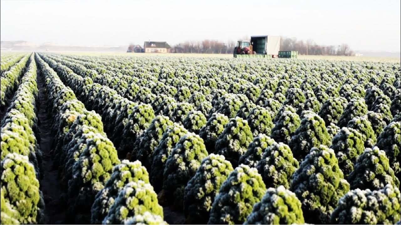 Удивительный Kale технологии выращивания - Kale фермы и урожай - Kale завод по переработке