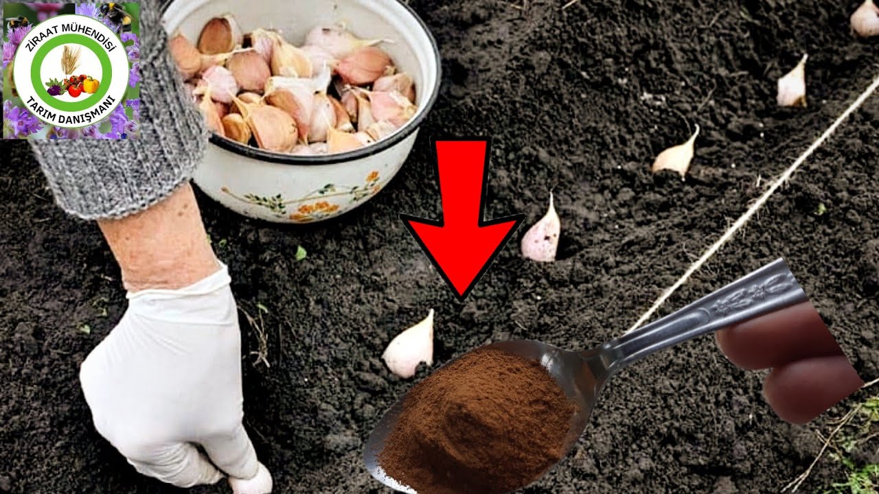 Sarımsak Dikince Mutla Köküne Bunu Uygulayın Sarımsak Asla Hasta Olmayacak Ve Kocaman Keller Verecek