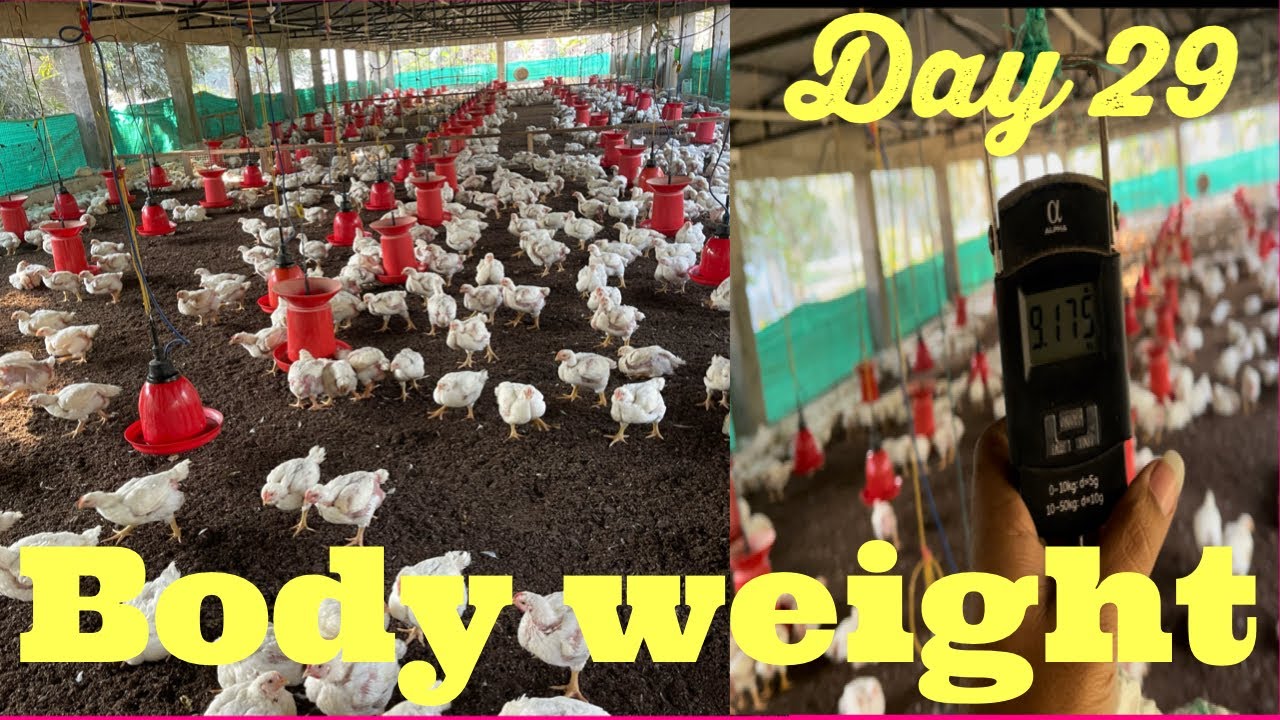 Day -29|| जबर दस्त body weight ||Poultry Farming||29 डेज़ में 1.8 kg|| F C R (Feed Conversion Ratio)