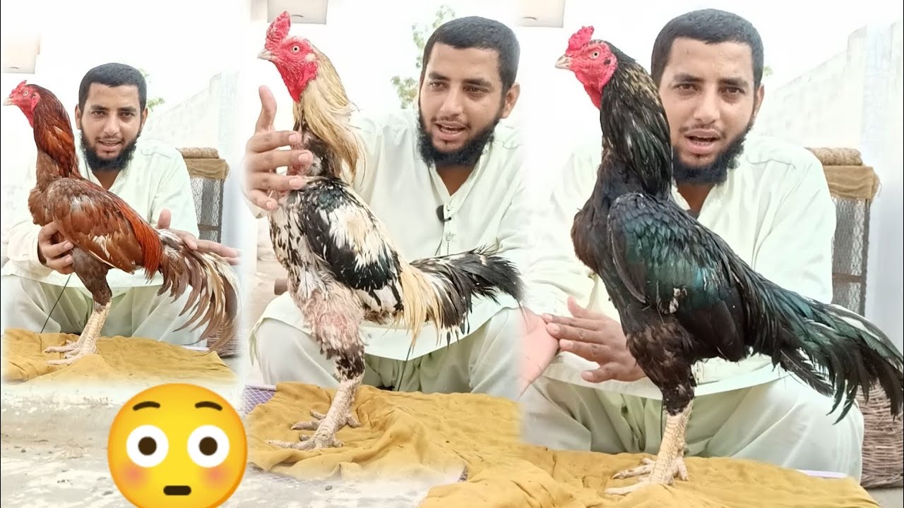 Top Quality Game Birds Aseel Pakistani Famous Breeder 😳