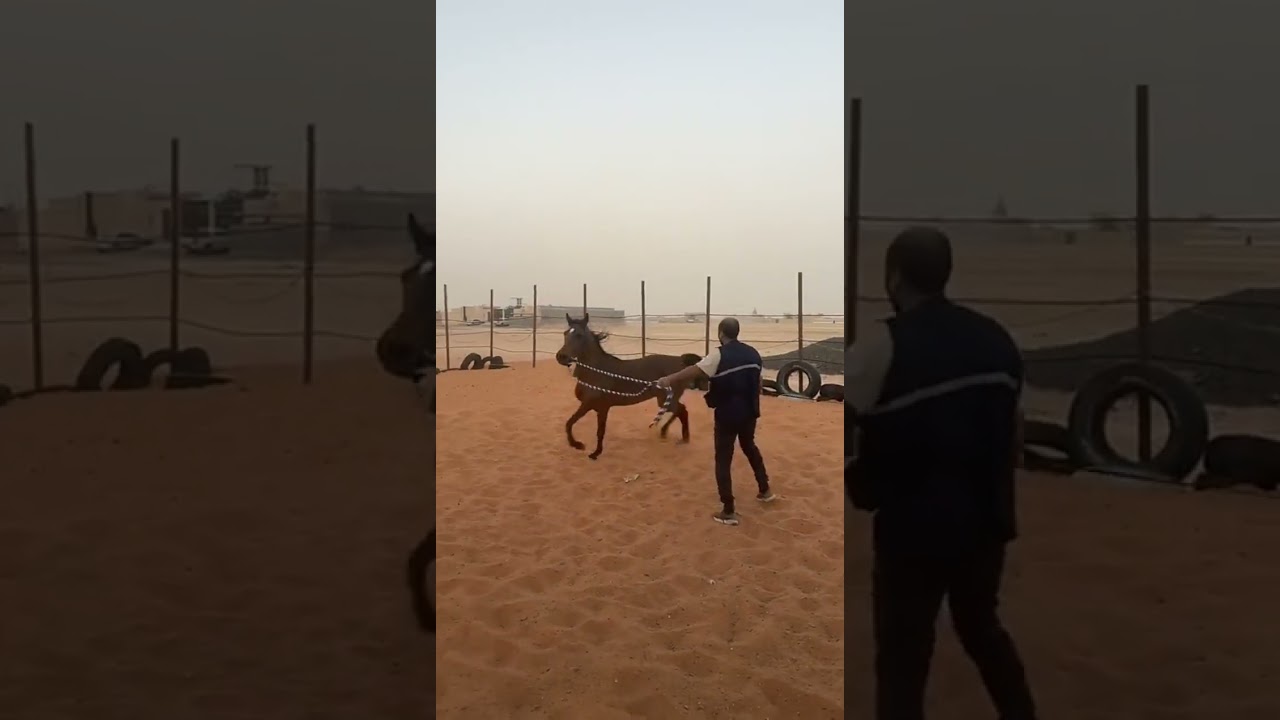 عسف الخيل للمبتدئ