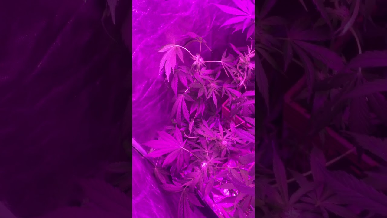 Quick auto flower update