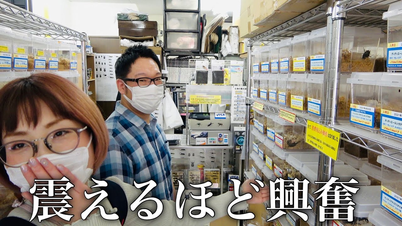 埼玉県にある昆虫ショップが珍しいオンパレードだった【ドルクスグッズ】