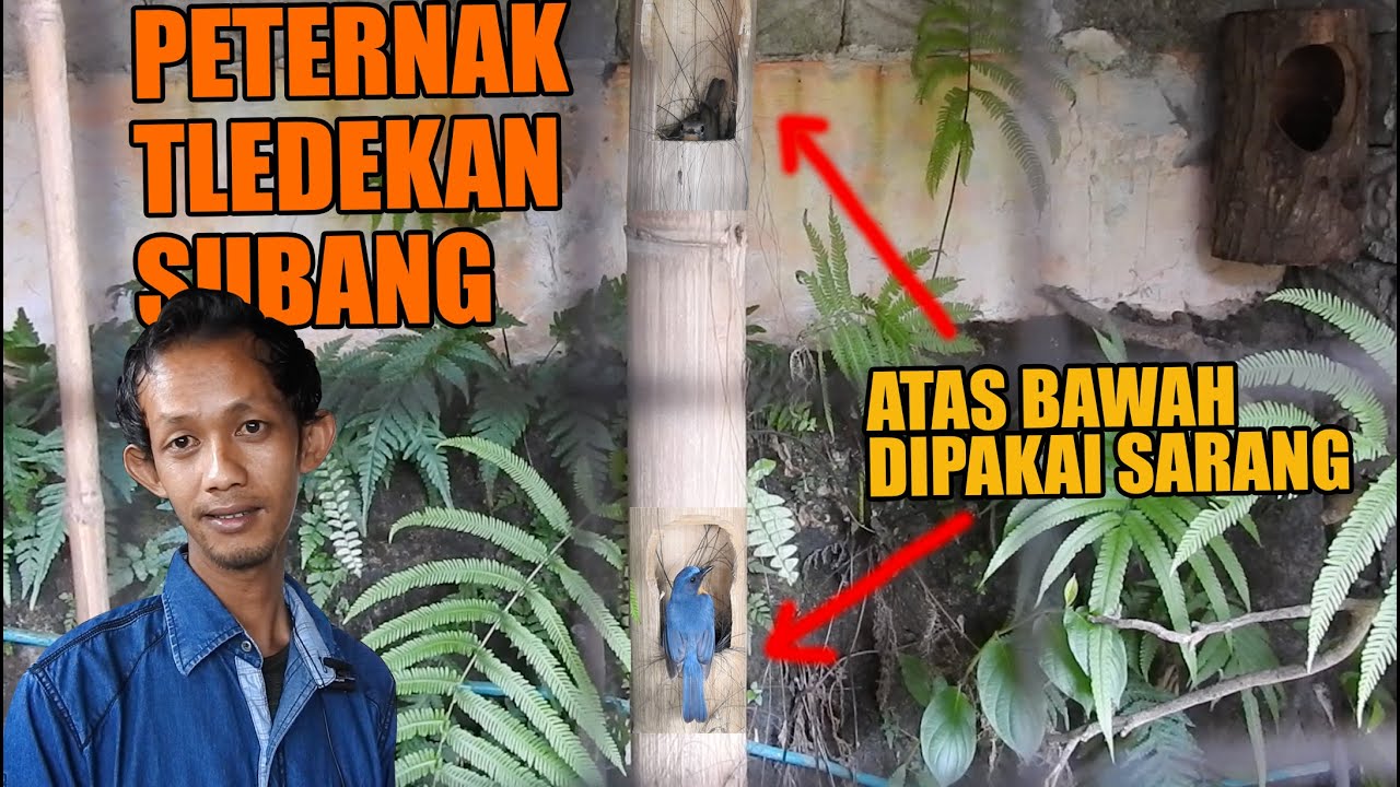 KALAU SUDAH REJEKI TAK AKAN KEMANA, TERNAK TLEDEKAN DI SAMPING WARUNG YANG RAMAI TETAP AJA SUKSES !!