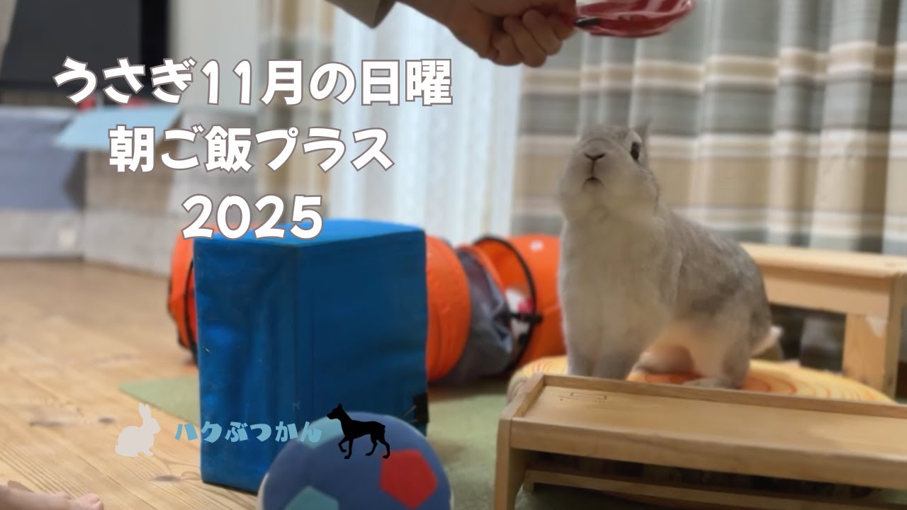うさぎ11月の日曜朝ごはんプラス　２０２５