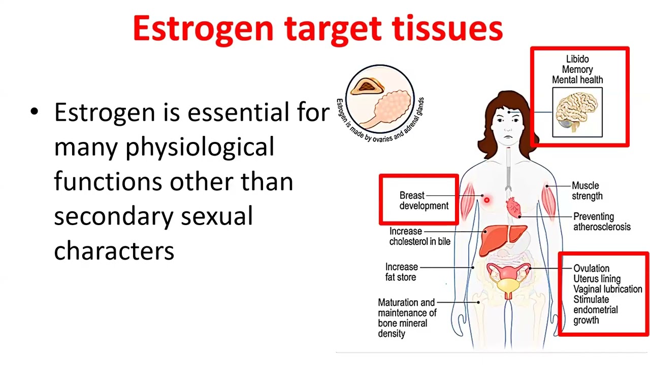 Hormonal treatment Basics for metastatic breast cancer part 1/2