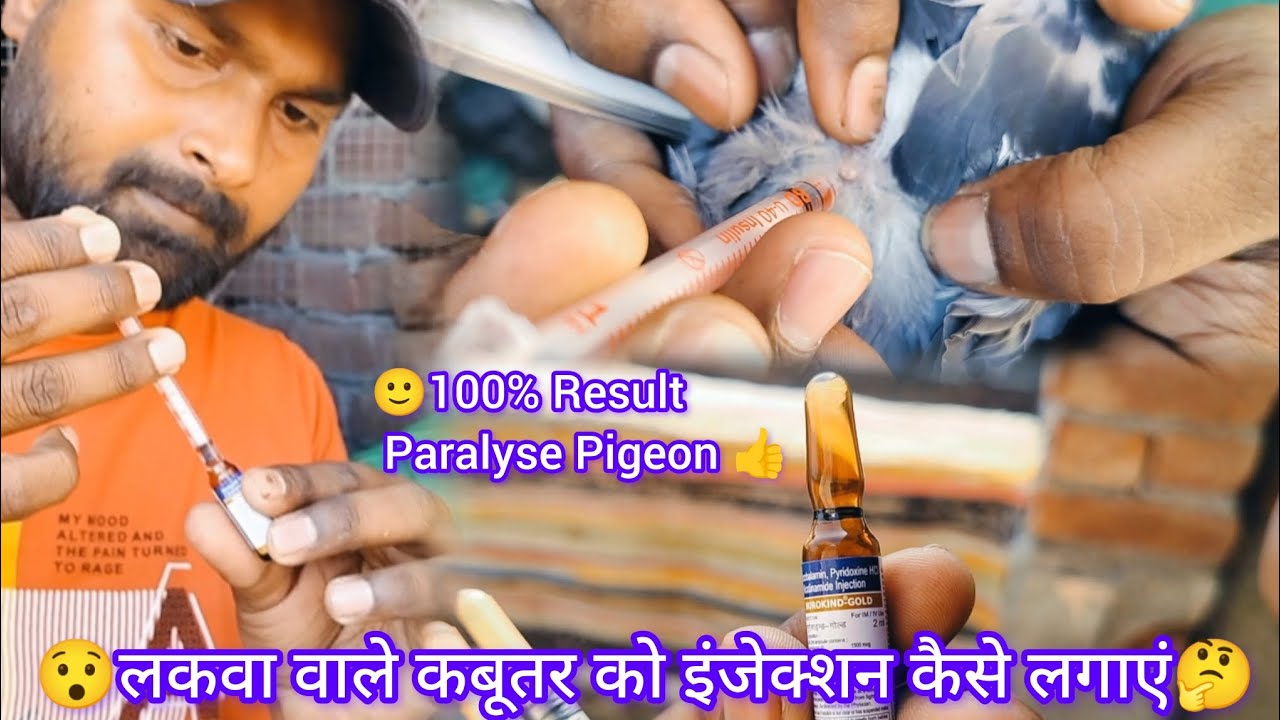 😯लकवा वाले कबूतर को इंजेक्शन कैसे लगाएं🤔100%Result Paralyse Pigeon👍#pigeon #kabootar #kabutar #birds