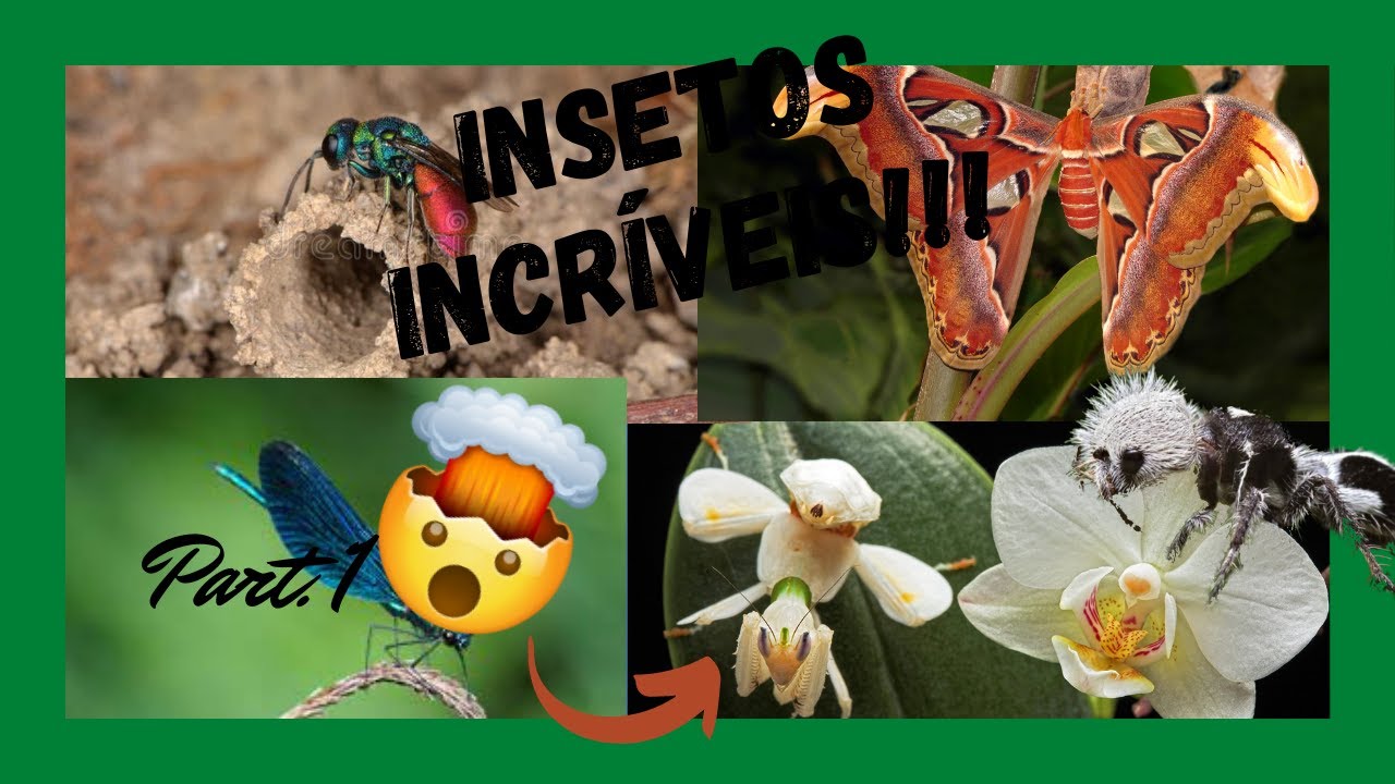 Insetos Incr&iacute;veis Part.1 🐜🦗🦋 - AT&Eacute; ELES S&Atilde;O IMPRESSIONANTES