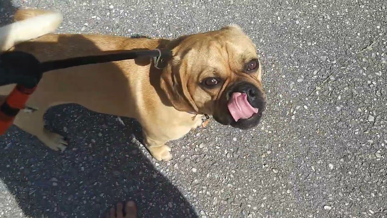 Schnaggel geht mit Führung spazieren ☝ #puggle