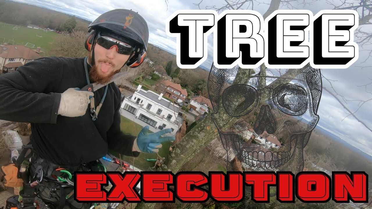 Arborist Tree Removal | Large Lime Tree UK