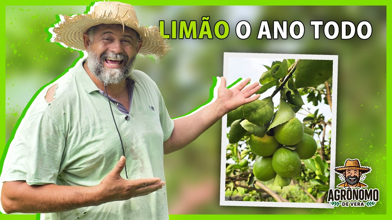 Como produzir LIM&Atilde;O o ano INTEIRO 