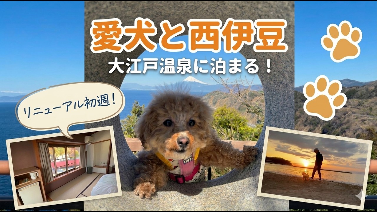 【リニューアル初週】大江戸温泉に泊まる！〜愛犬と西伊豆の旅〜