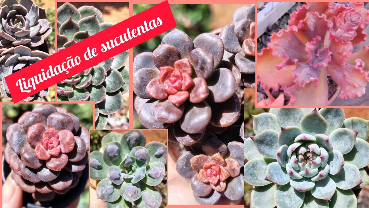 LÍQUIDA CARNAVAL SUCULENTAS!!!