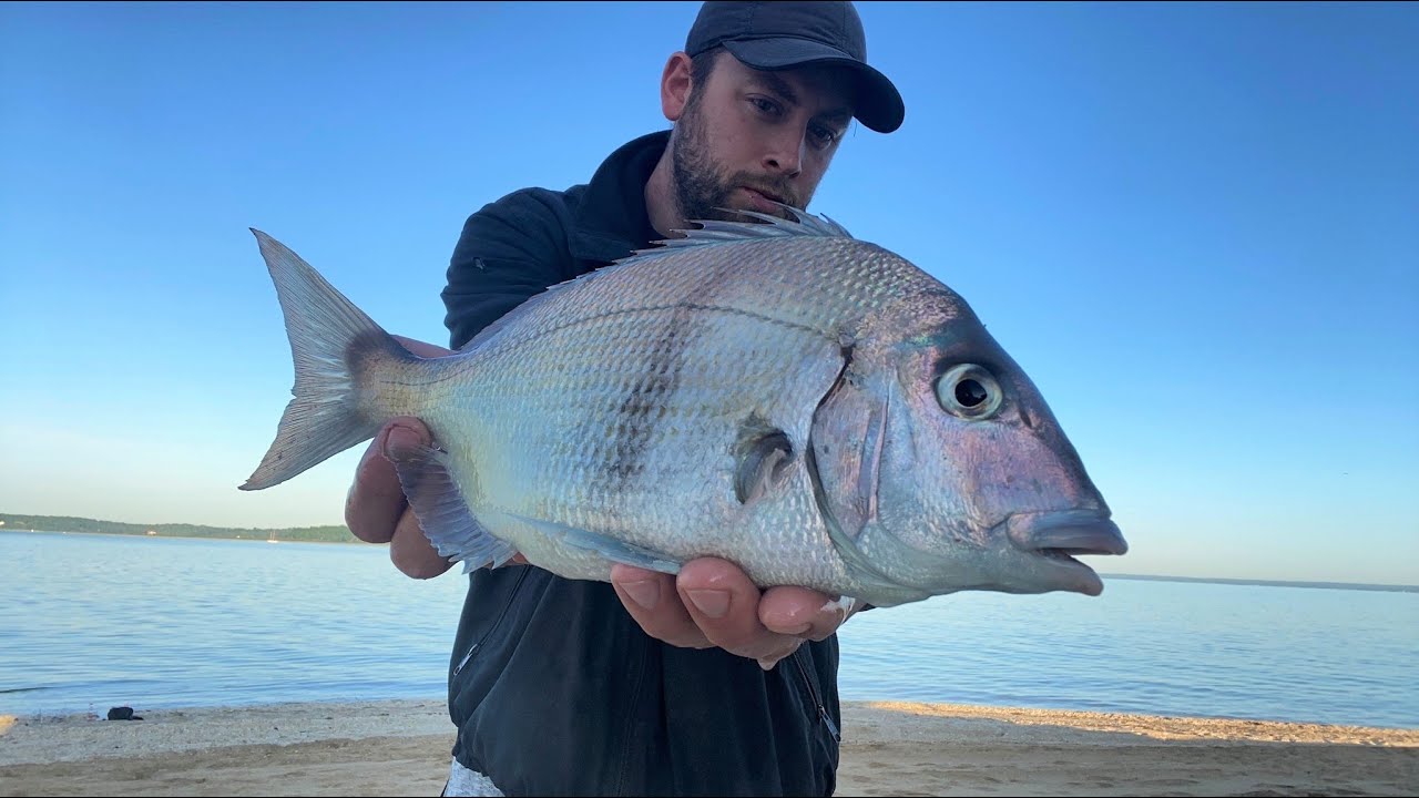 How to Catch Big Porgy (Scup) 5/27/23 Northshore Long Island