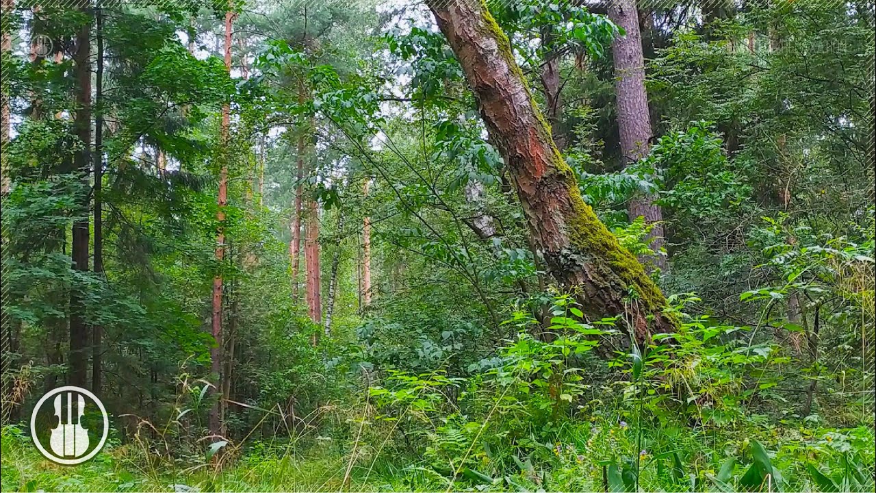 Light Rain Sound with Birds Singing and Forest Scene for Sleeping, Relaxation and Study