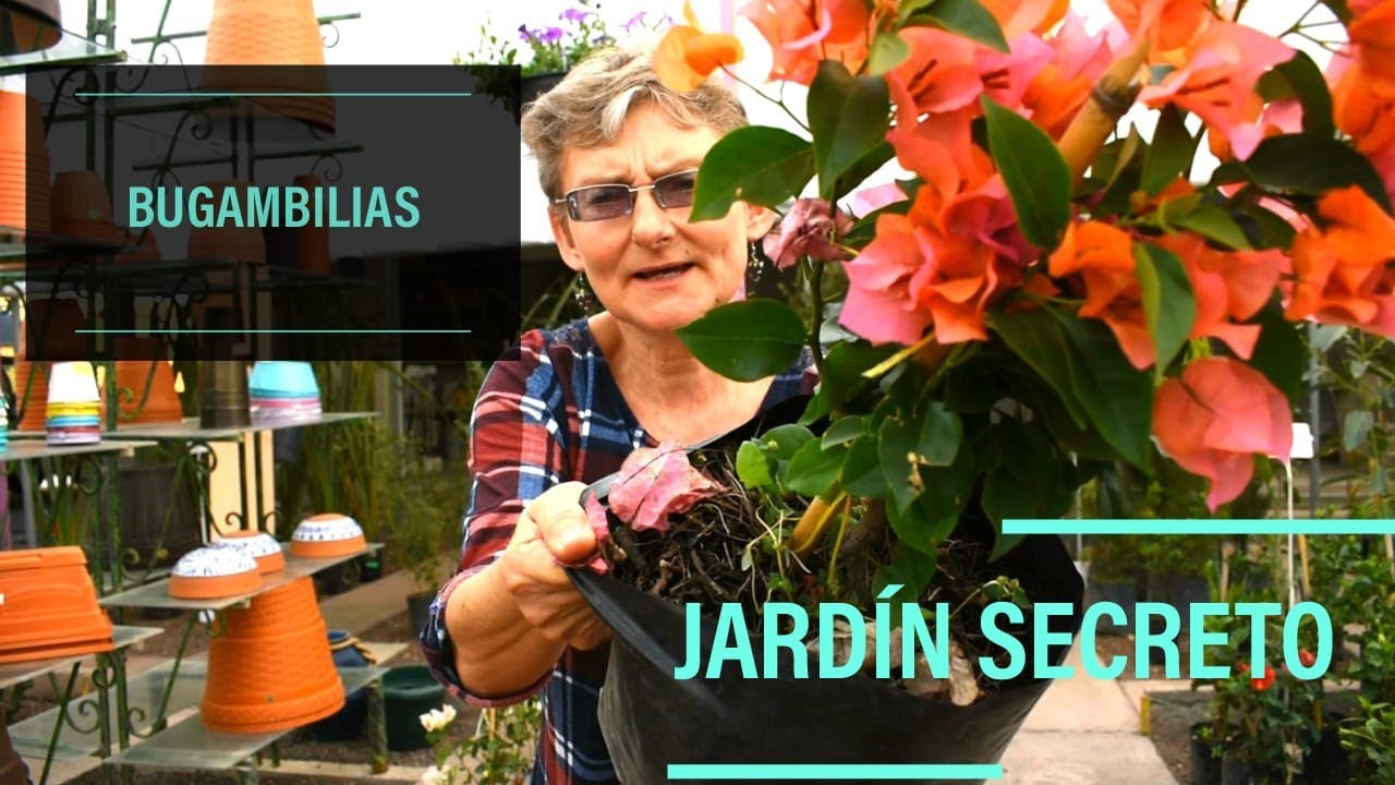 JARDÍN SECRETO - BUGAMBILIAS