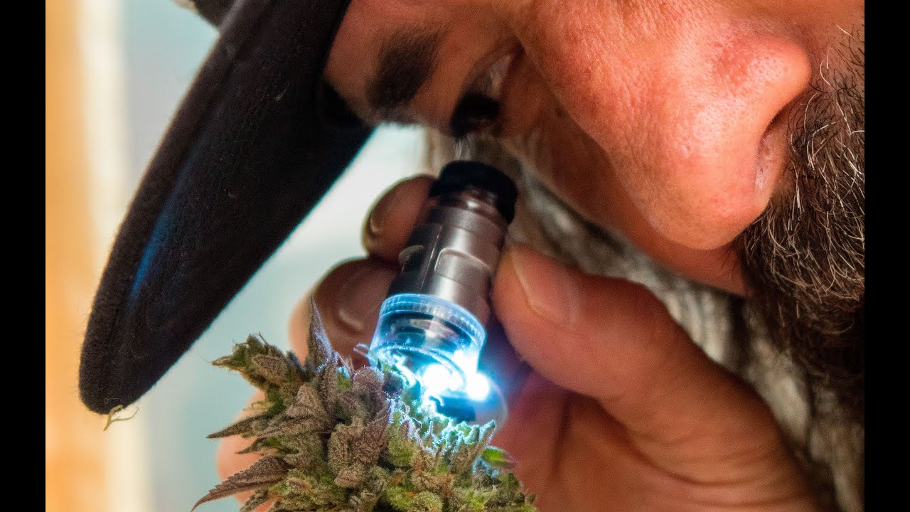 el REY JACK PODA unas plantas de R-KIEM SEEDS