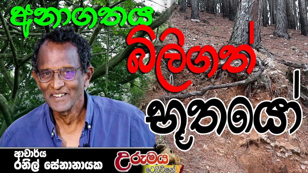 බෙලිපොල සාදෘශ්‍ය වන වගාව | Belipola Analog Forest | Urumaya Television උරුමය ටෙලිවිෂන්