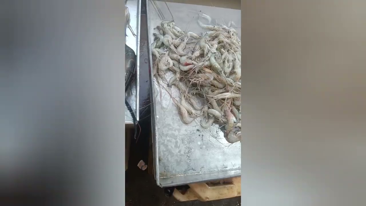 অনেক রকম মাছ একসাথে