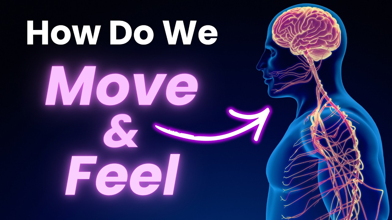 From Brain to Body: The Nervous System Made Simple