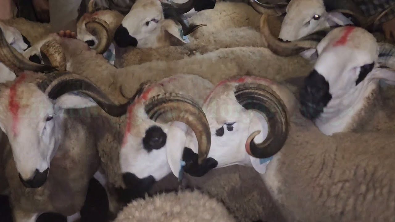 مباشرة من سوق الأسبوعي سبت سطات مع تمن خروف🇲🇦