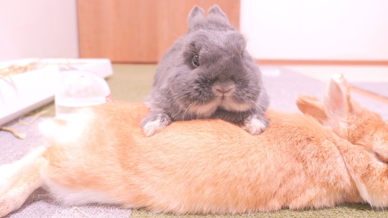 高級毛布と勘違いしたままムギの上に乗って飼い主に話しかけてくるミミ【No.1450】